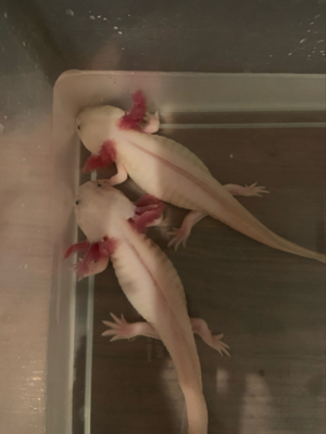 Geschlechtsreife Axolotl Wasserdrachen Molch Amphibien Weißlinge und Albinos Bild 5