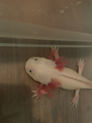 Geschlechtsreife Axolotl Wasserdrachen Molch Amphibien Weißlinge und Albinos Bild 4