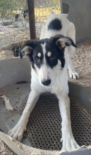 Vivia, geb. ca. 03 2023, lebt in GRIECHENLAND, im städt. Tierheim Serres Bild 7