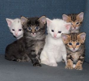 Cashmere-Bengalen Kitten in brown, silver, charcoal und weiß Bild 8