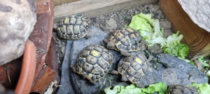 Schildkröte Nachzuchten Griechische Landschildkröten (THH) 2021 und 2022 mit EU-Bescheinigung Bild 3