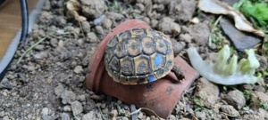 Schildkröte Nachzuchten Griechische Landschildkröten (THH) 2021 und 2022 mit EU-Bescheinigung  Bild 4