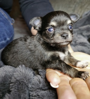 Chihuahua Welpe  Bild 2
