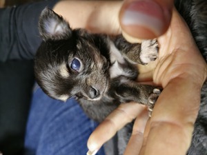 Chihuahua Welpe  Bild 6