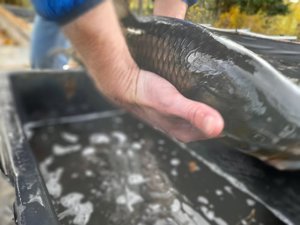 GRASKARPFEN in verschiedenen Größen - von klein bis ganz groß - Besatzfische von koiplus