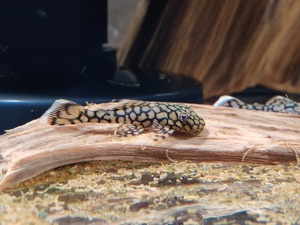 Ancistrus sp. Wabenmuster - Honeycomb Ancistrus - Antennenwels Bild 3