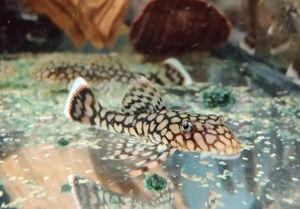 Ancistrus sp. Wabenmuster - Honeycomb Ancistrus - Antennenwels Bild 5