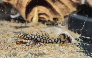 Ancistrus sp. Wabenmuster - Honeycomb Ancistrus - Antennenwels Bild 4