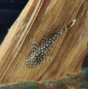 Ancistrus sp. Wabenmuster - Honeycomb Ancistrus - Antennenwels Bild 2