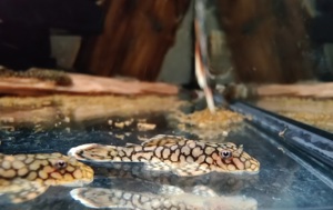 Ancistrus sp. Wabenmuster - Honeycomb Ancistrus - Antennenwels Bild 7