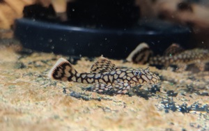 Ancistrus sp. Wabenmuster - Honeycomb Ancistrus - Antennenwels Bild 8