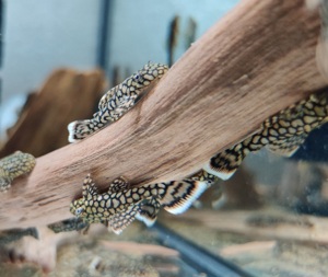 Ancistrus sp. Wabenmuster - Honeycomb Ancistrus - Antennenwels Bild 6