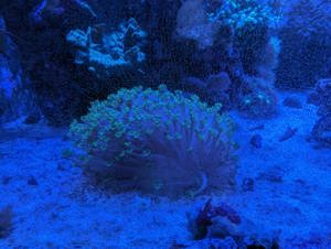 Korallenableger  Bild 3