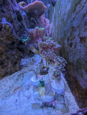 Korallenableger  Bild 4