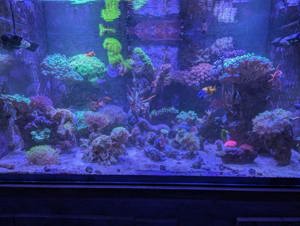 Korallenableger  Bild 2