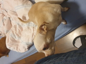 Chihuahua Welpen in 2 Wochen verfügbar zum reservieren  Bild 3