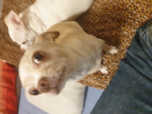 Chihuahua Welpen in 2 Wochen verfügbar zum reservieren  Bild 4