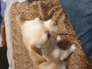 Chihuahua Welpen in 2 Wochen verfügbar zum reservieren  Bild 5