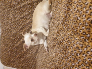 Chihuahua Welpen in 2 Wochen verfügbar zum reservieren  Bild 8