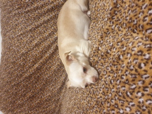 Chihuahua Welpen in 2 Wochen verfügbar zum reservieren  Bild 7