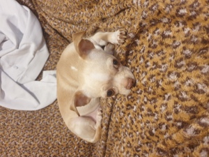 Chihuahua Welpen in 2 Wochen verfügbar zum reservieren  Bild 9