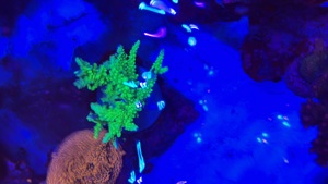 Meerwasser Aquarium Teilauflösung Korallen und Zubehör  Bild 5