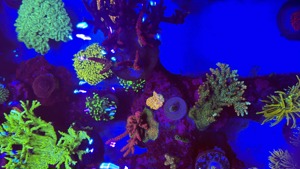 Meerwasser Aquarium Teilauflösung Korallen und Zubehör  Bild 2