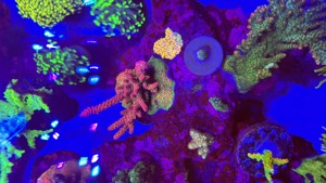Meerwasser Aquarium Teilauflösung Korallen und Zubehör  Bild 6