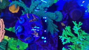 Meerwasser Aquarium Teilauflösung Korallen und Zubehör  Bild 4