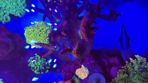 Meerwasser Aquarium Teilauflösung Korallen und Zubehör  Bild 3