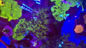 Meerwasser Aquarium Teilauflösung Korallen und Zubehör  Bild 7