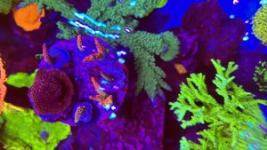 Meerwasser Aquarium Teilauflösung Korallen und Zubehör  Bild 9