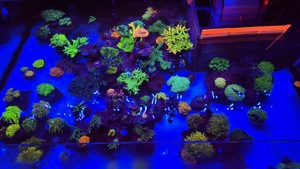 Meerwasser Aquarium Teilauflösung Korallen und Zubehör  Bild 1