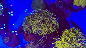 Meerwasser Aquarium Teilauflösung Korallen und Zubehör  Bild 10