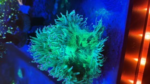 Meerwasser Aquarium Teilauflösung Korallen und Zubehör  Bild 8