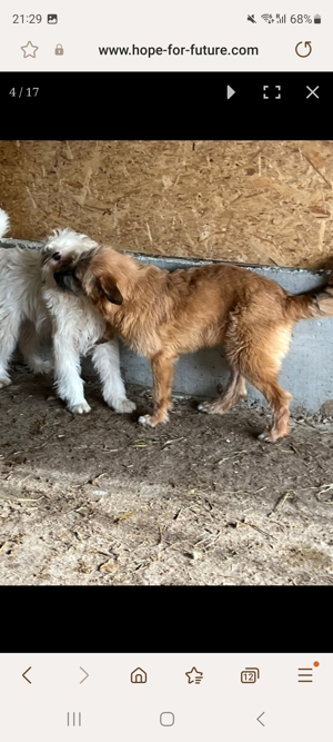 Babette sucht ihr für immer Zuhause 