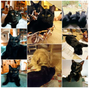 Hotel Transsilvanien   Katzen Geschwister suchen ihr zuhause  Bild 1