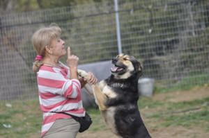 Billy besonders liebenswerter Hund 