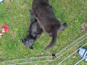  Welpen, Schwarzer Schäferhund  Bild 1