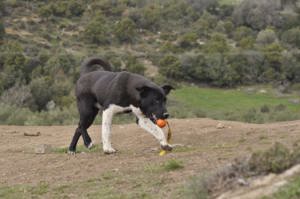 Fritz ein pfiffiges Kerlchen Bild 1