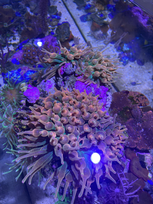 Meerwasser Anemone Blasenanemone Entcmaea Quadricolor Sunburst Bild 3