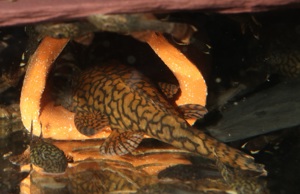 Ancistrus sp. Rio Tocantins - Wurmlinien - Antennenwels - Fische Bild 4