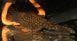 Ancistrus sp. Rio Tocantins - Wurmlinien - Antennenwels - Fische Bild 6