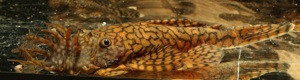 Ancistrus sp. Rio Tocantins - Wurmlinien - Antennenwels - Fische Bild 5