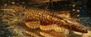 Ancistrus sp. Rio Tocantins - Wurmlinien - Antennenwels - Fische