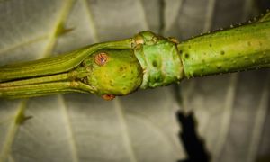 Biete Wandelnde Bohnen (Diapherodes gigantea), Phasmiden, Insekten Bild 1