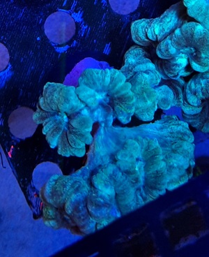 Meerwasser Korallen Ableger Caulastrea Tumida mint Bild 1