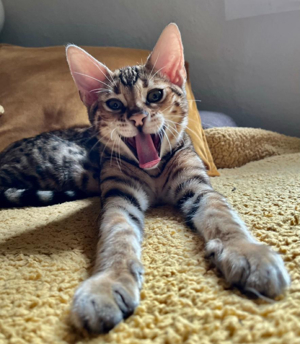 Bengal Kater 