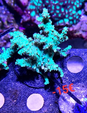 Meerwasser Korallen Ableger Sinularia Mint Green Bild 5