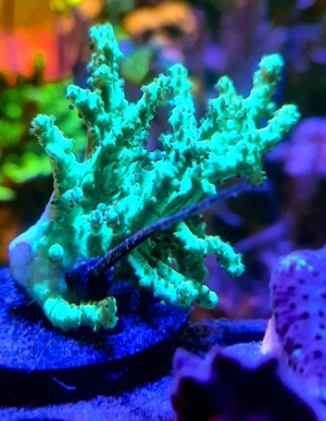 Meerwasser Korallen Ableger Sinularia Mint Green Bild 6